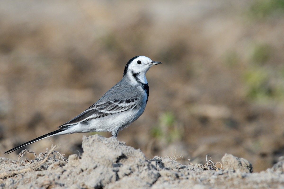 White Wagtail - ML147861661