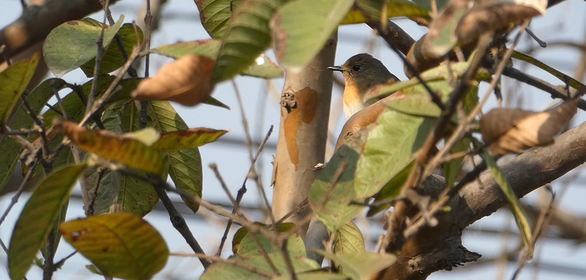 Blue-throated Flycatcher - Arend van Riessen