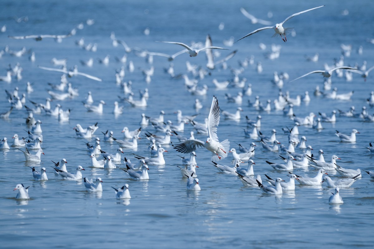 Slender-billed Gull - ML147861711