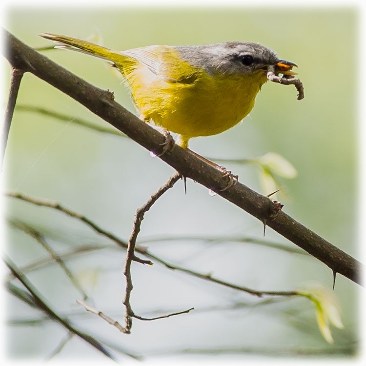 Gray-hooded Warbler - ML147861771