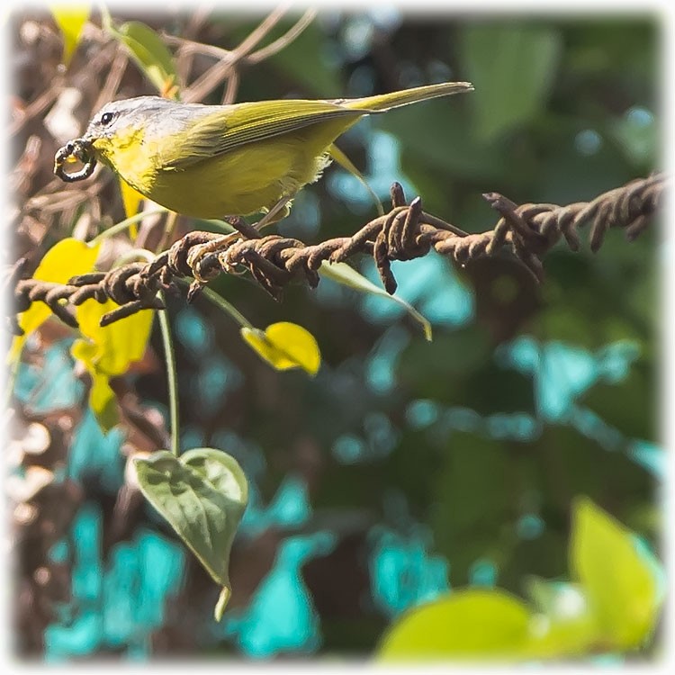 Gray-hooded Warbler - ML147861781