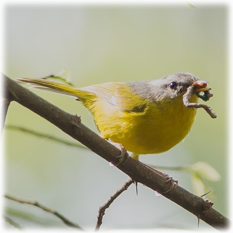 Gray-hooded Warbler - ML147861791