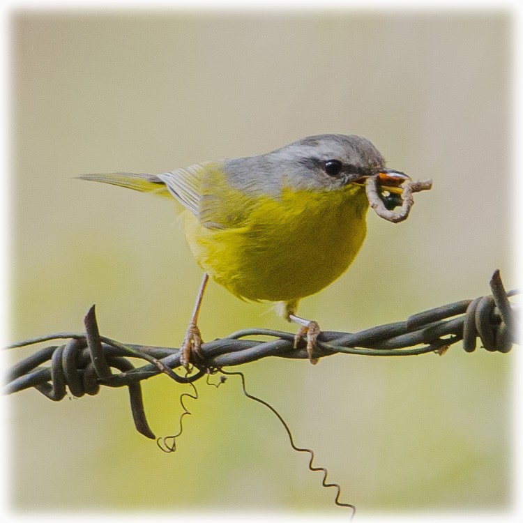 Gray-hooded Warbler - www.aladdin .st