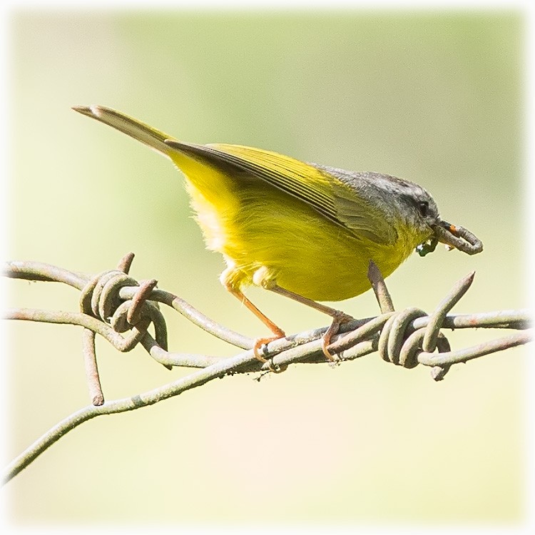 Gray-hooded Warbler - ML147861811