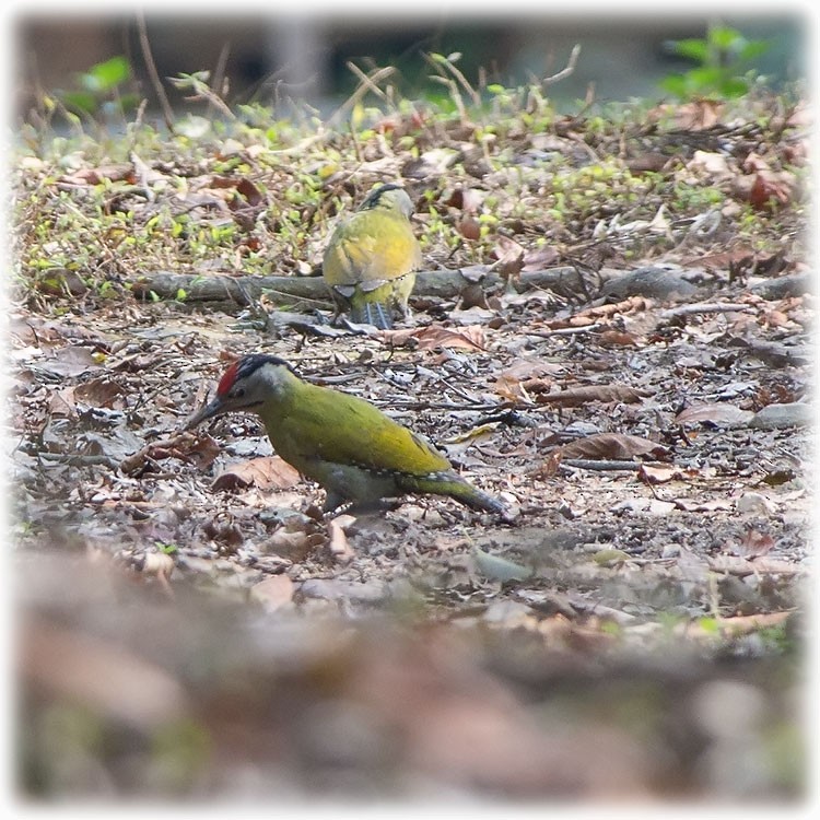 Gray-headed Woodpecker - ML147861841