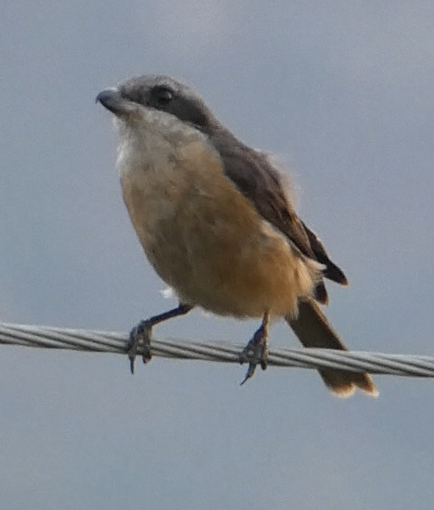 Gray-backed Shrike - ML147861921