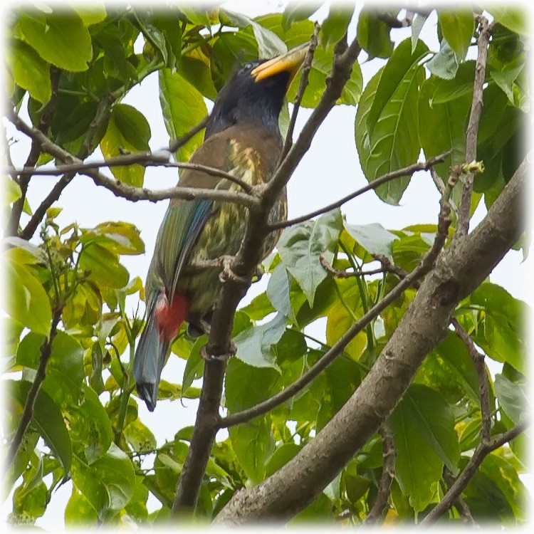 Great Barbet - ML147861931