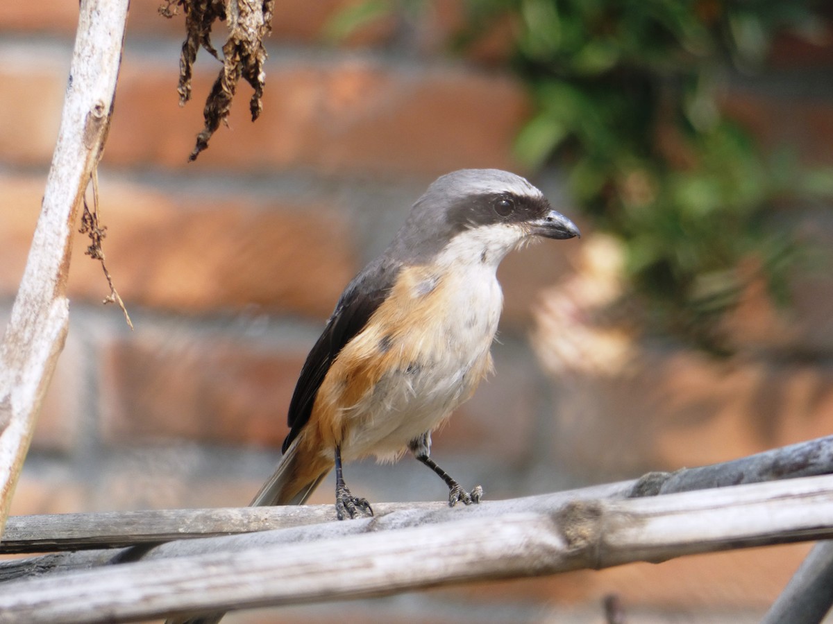 Gray-backed Shrike - ML147861941