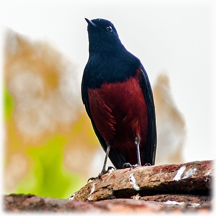 White-capped Redstart - ML147862031