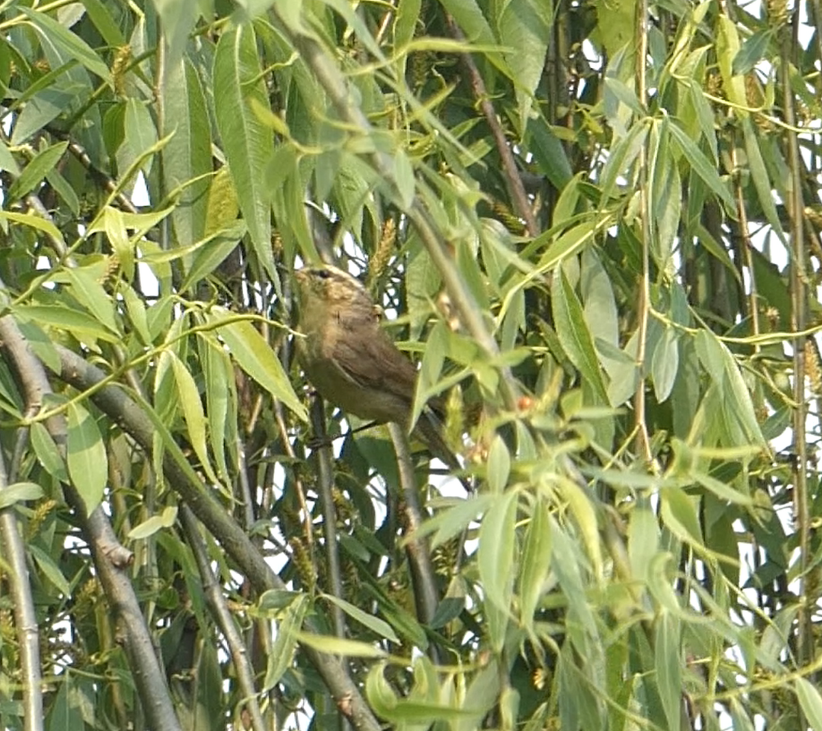 Tickell's Leaf Warbler (Tickell's) - ML147862241