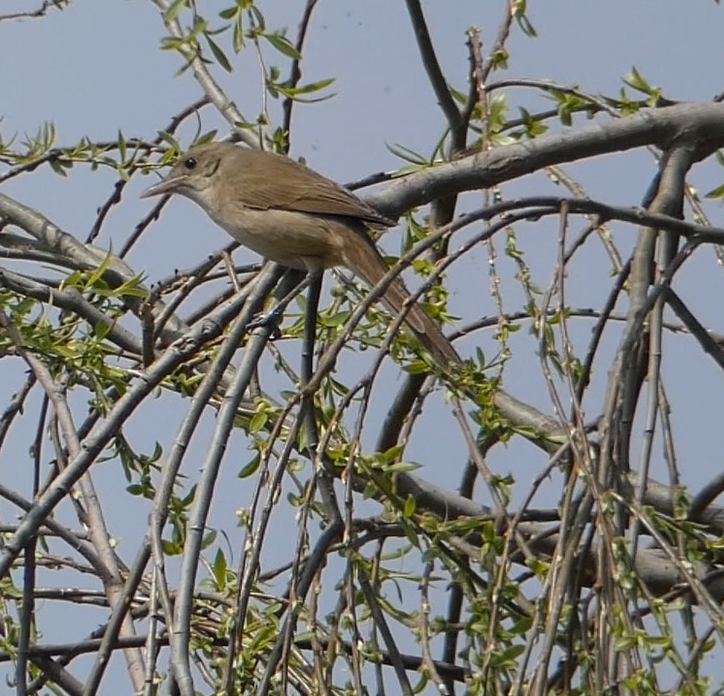 Thick-billed Warbler - Arend van Riessen