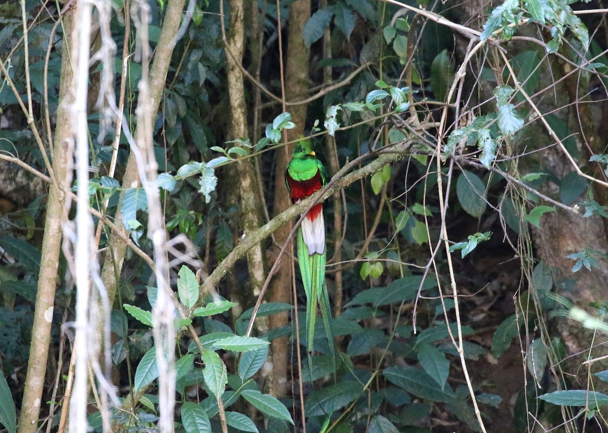 Resplendent Quetzal - ML147862801