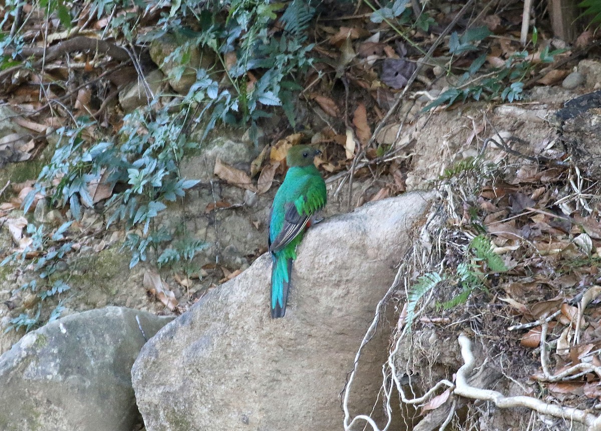 Resplendent Quetzal - ML147862901