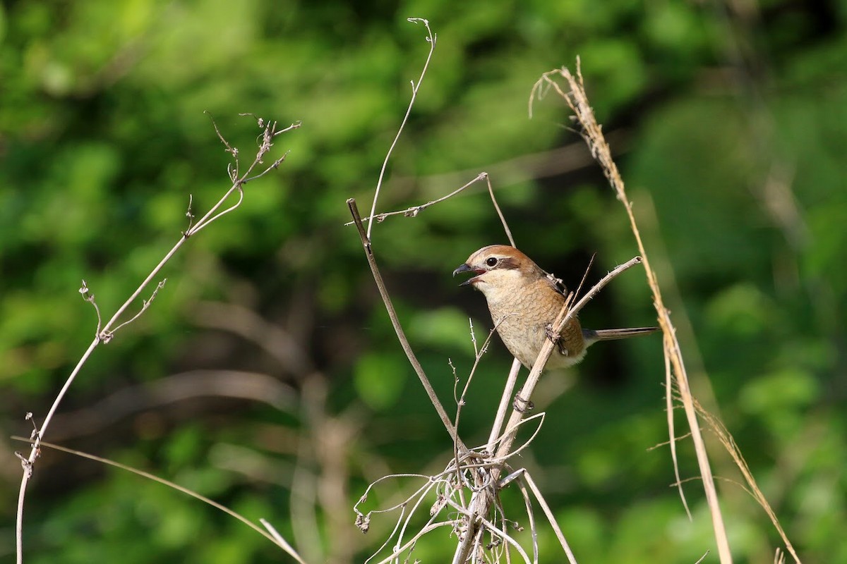 Bull-headed Shrike - ML147863301