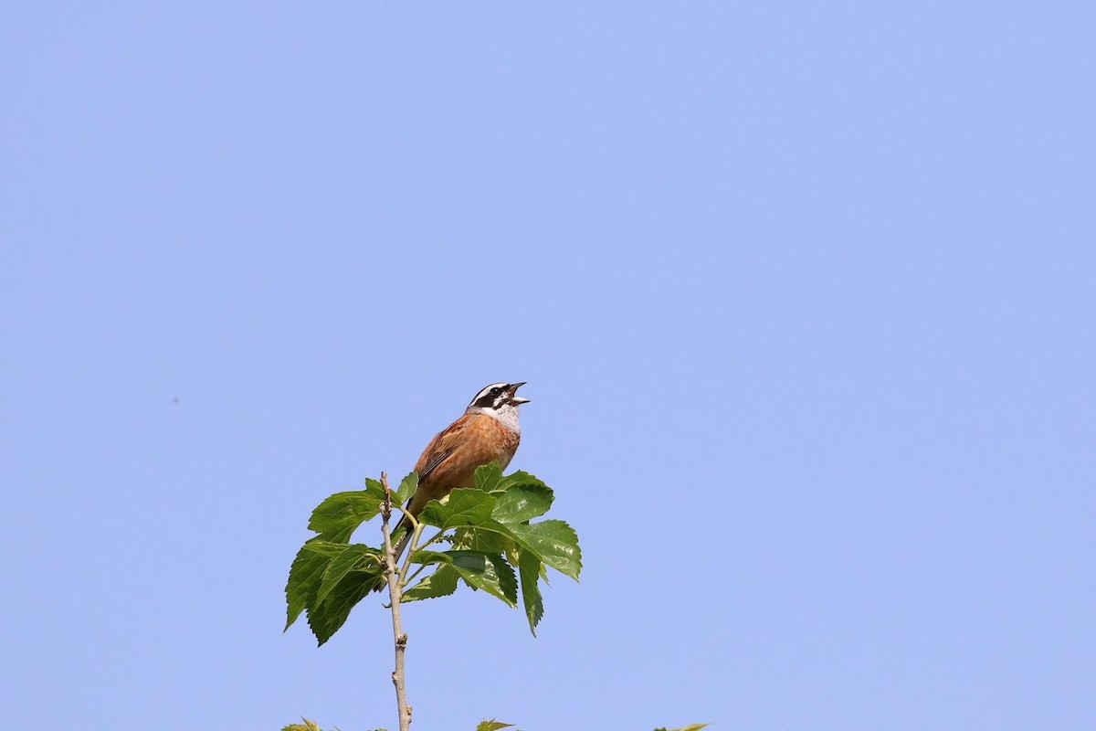 Meadow Bunting - ML147863311