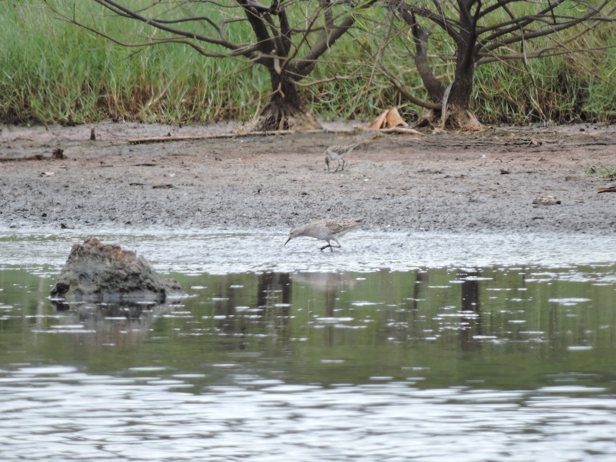 Langzehen-Strandläufer - ML147863551