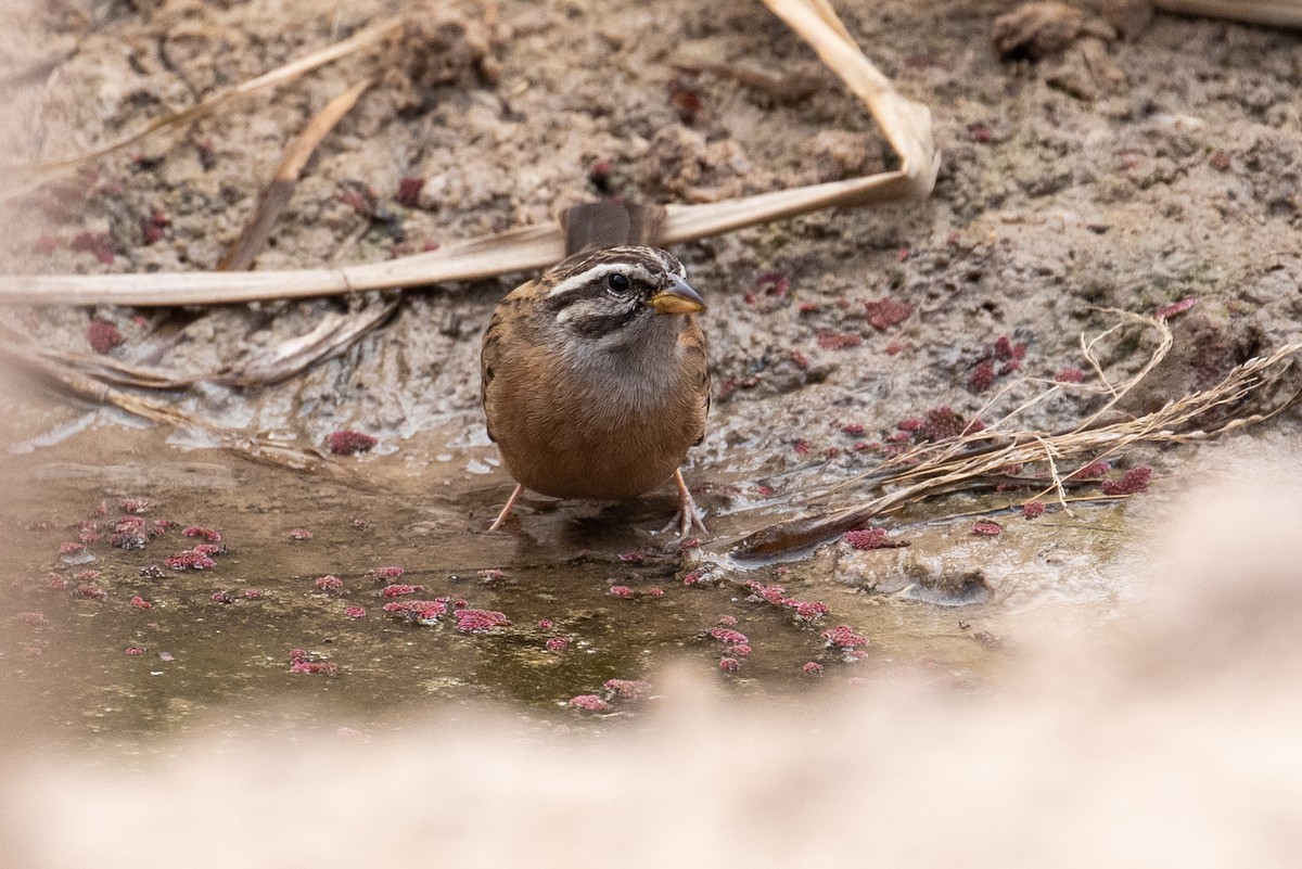 Gosling's Bunting - James Kennerley