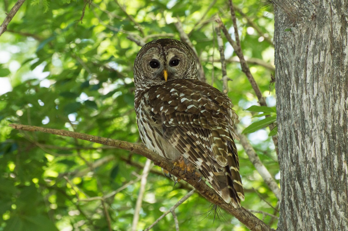 Barred Owl - ML147866811