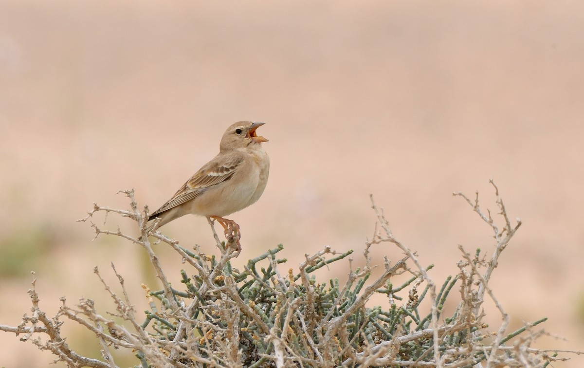 Pale Rockfinch - Ori Davidor