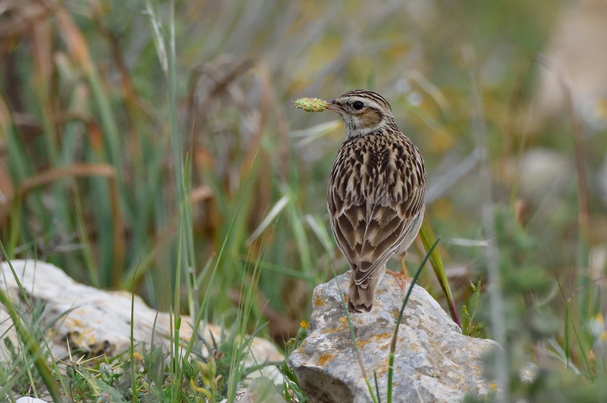 Wood Lark - ML147867071