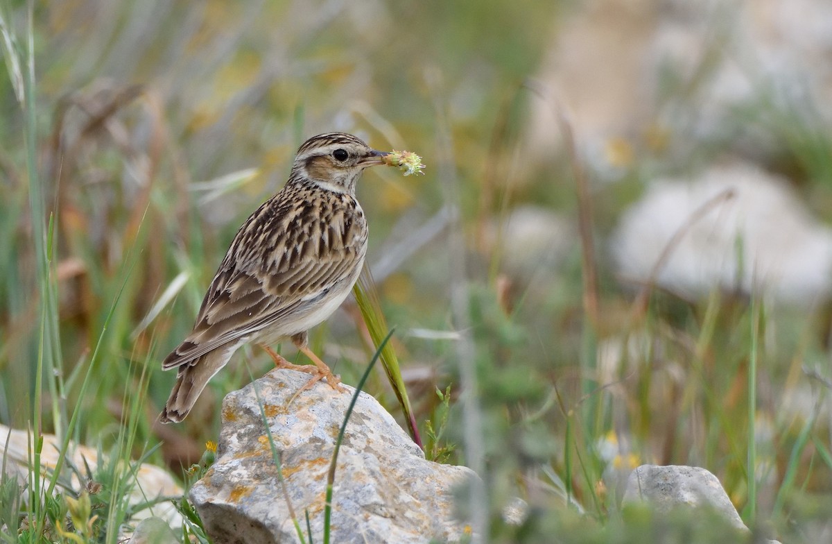 Wood Lark - ML147867081