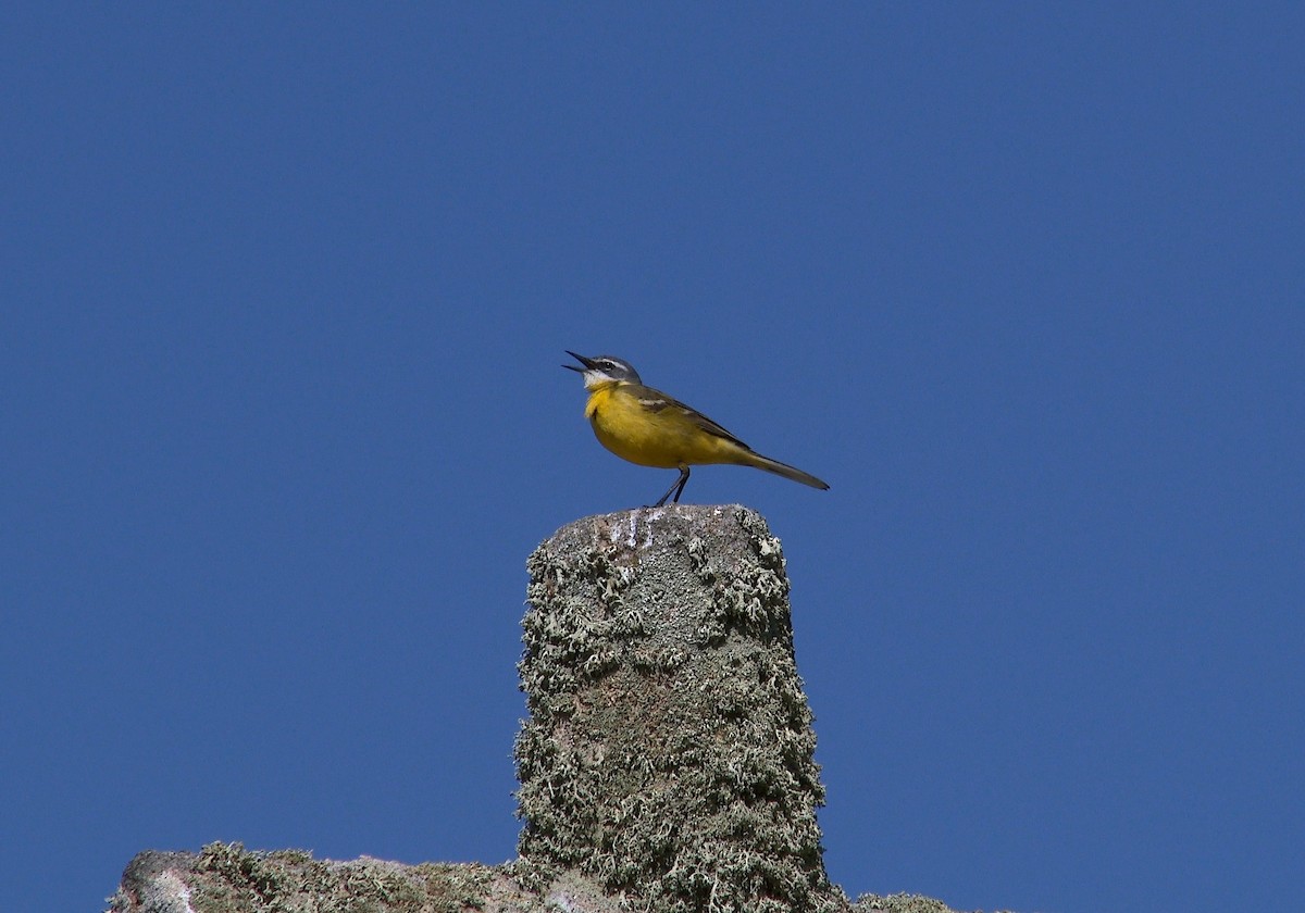 Western Yellow Wagtail - ML147867251