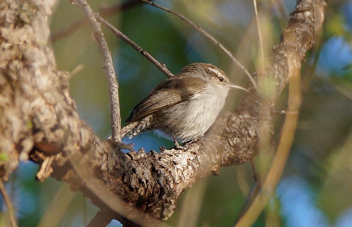 Bewick's Wren - ML147867441