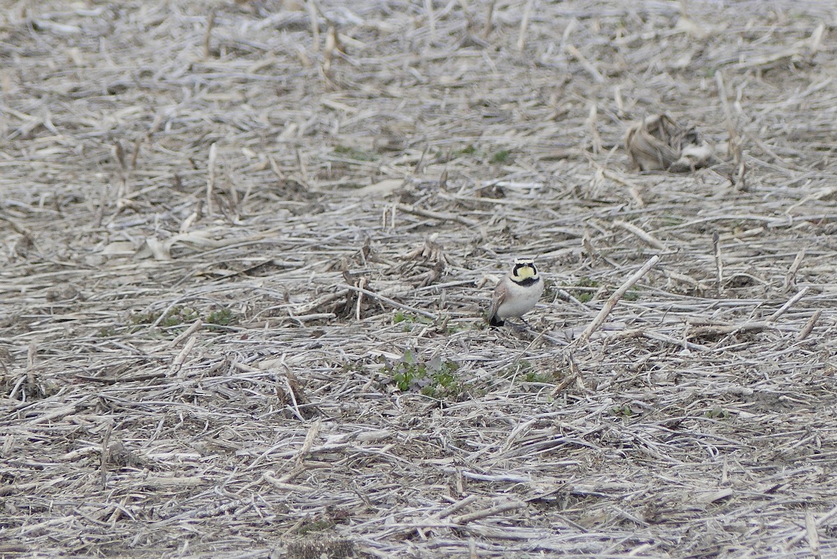 Horned Lark - ML147867691