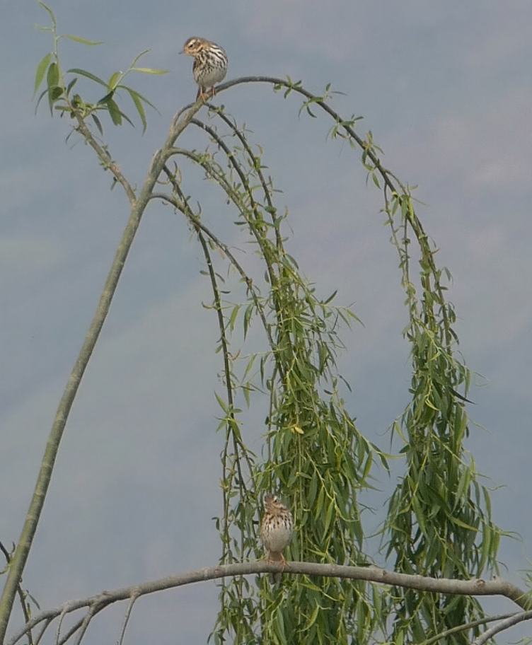 Pipit à dos olive - ML147868281