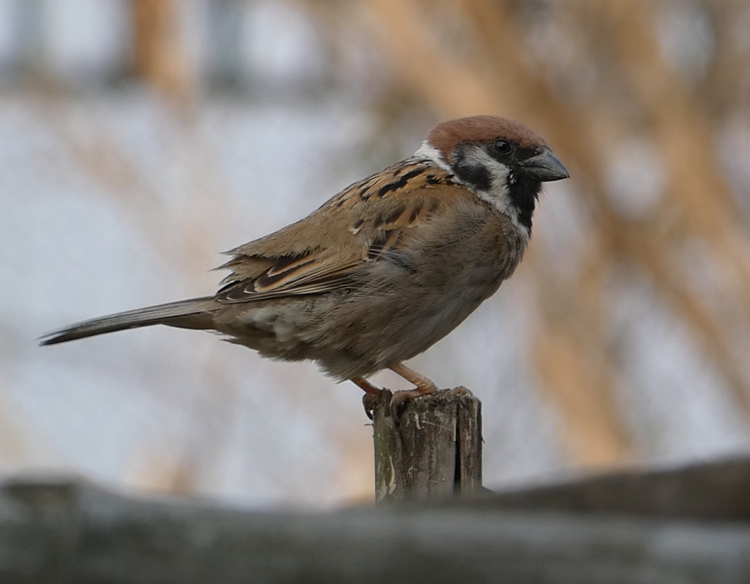 Moineau friquet - ML147868311