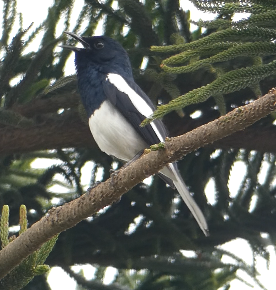 Oriental Magpie-Robin - ML147868361