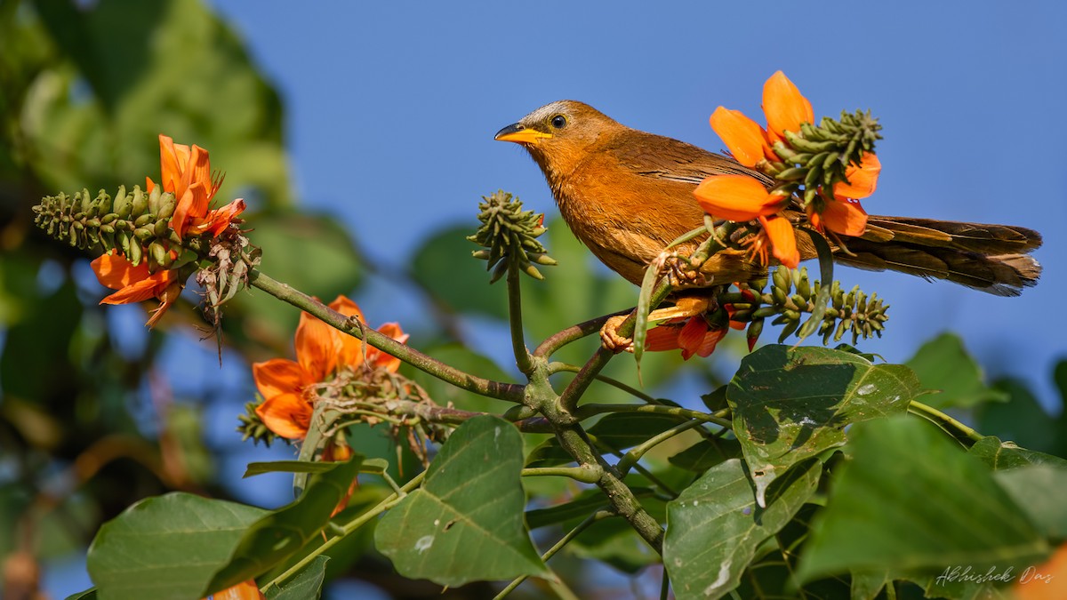 Rufous Babbler - ML147868601