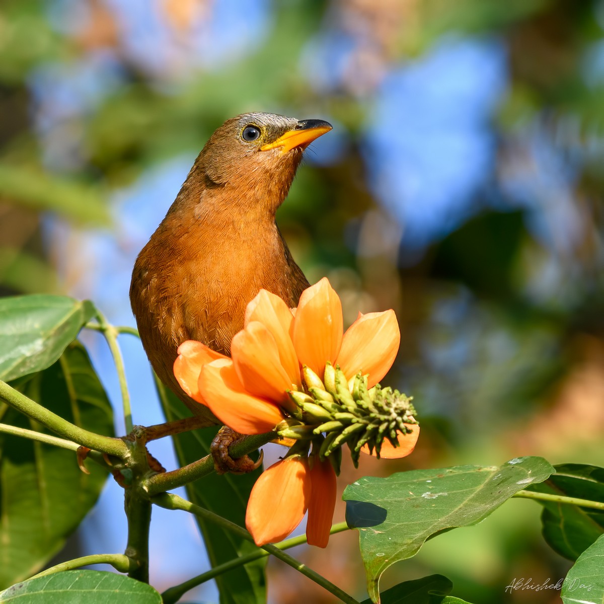 Rufous Babbler - Abhishek Das