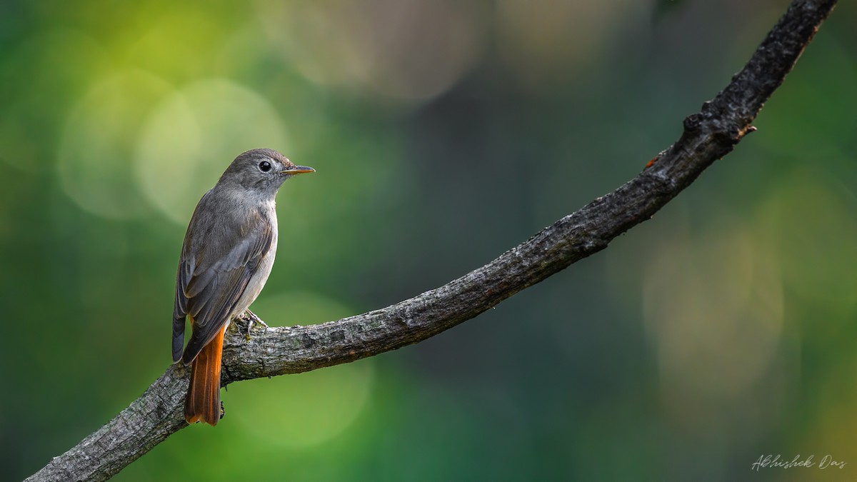 Rusty-tailed Flycatcher - ML147868621