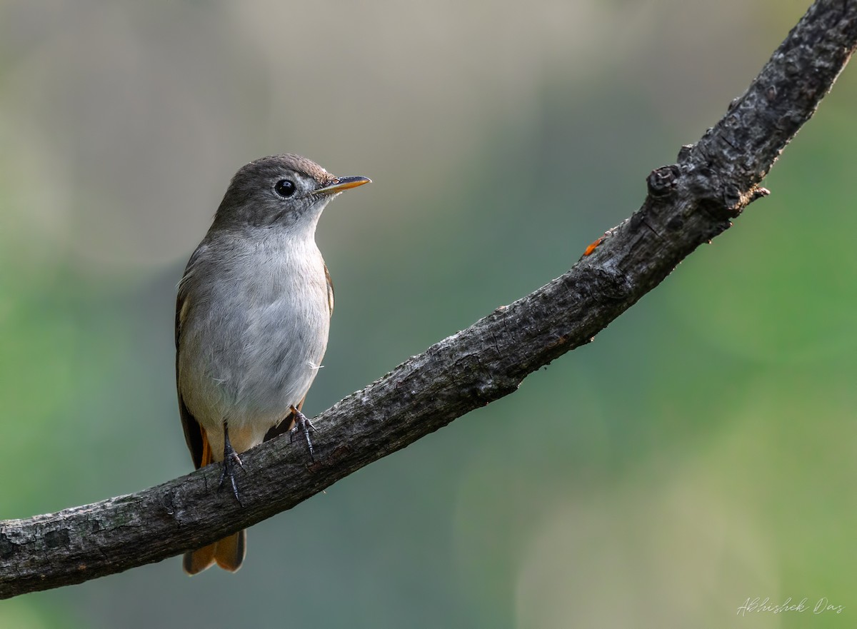 Rusty-tailed Flycatcher - ML147868631