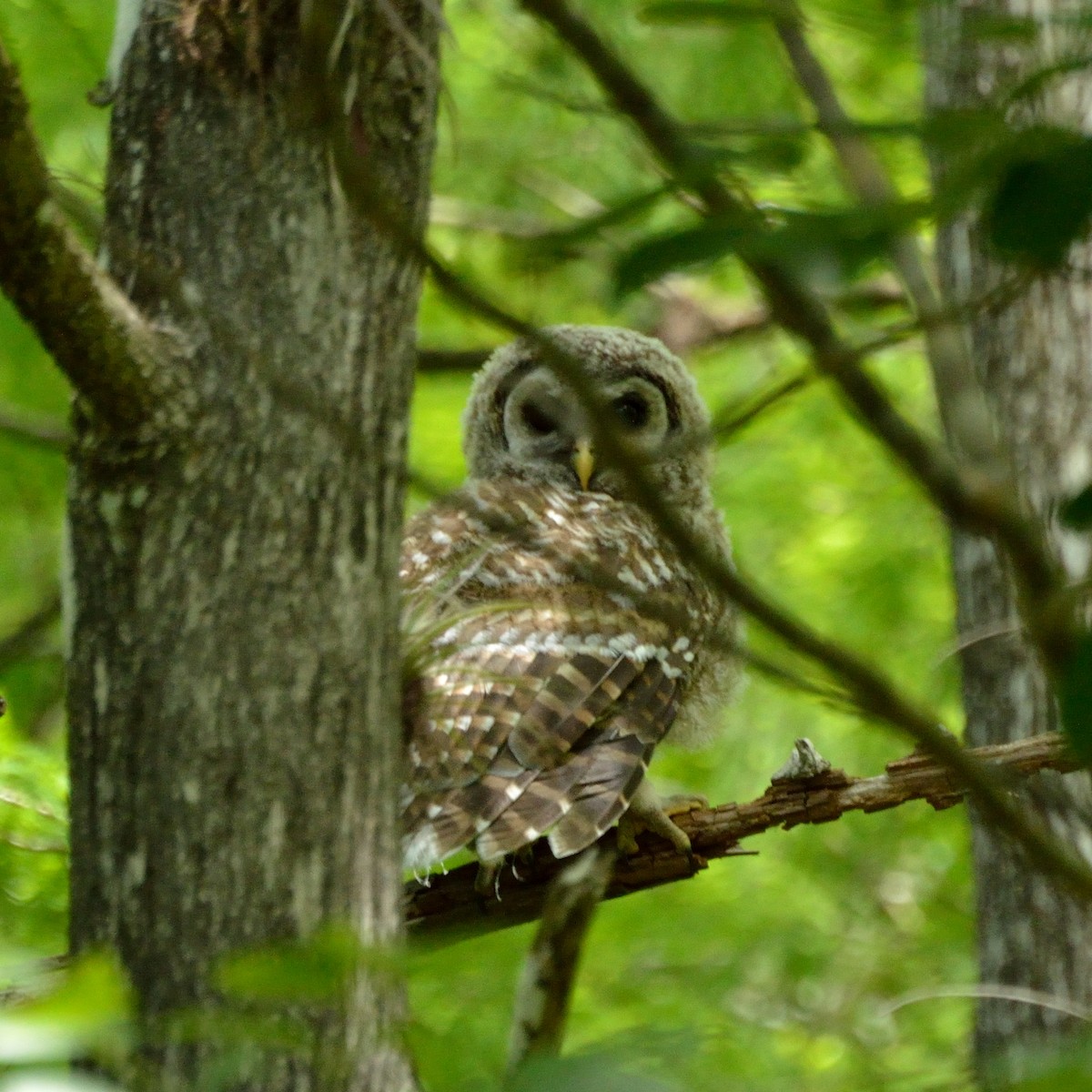 Barred Owl - ML147869081