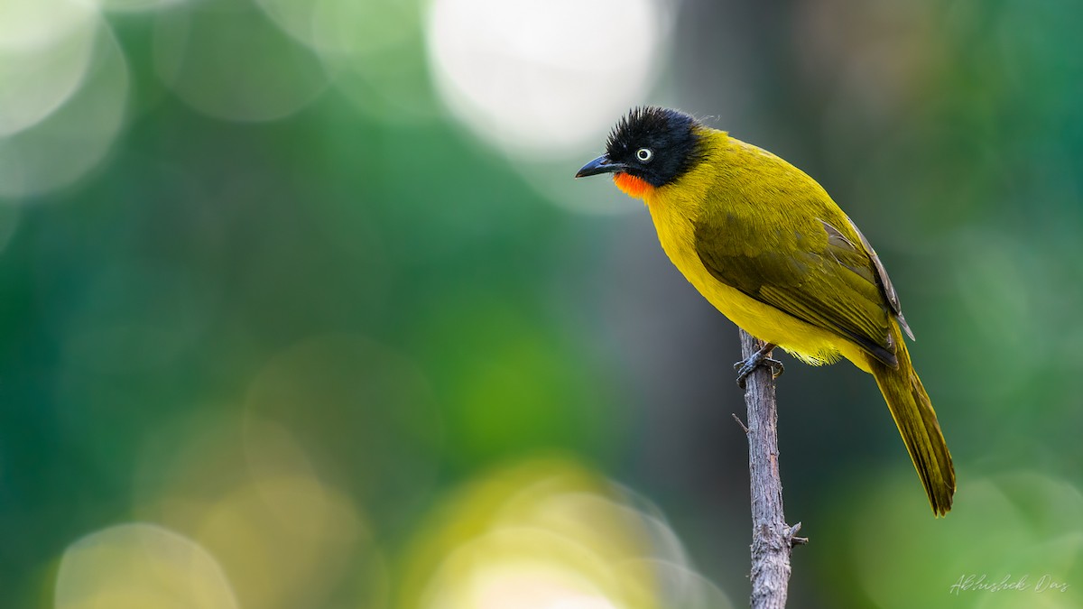 Flame-throated Bulbul - ML147869801