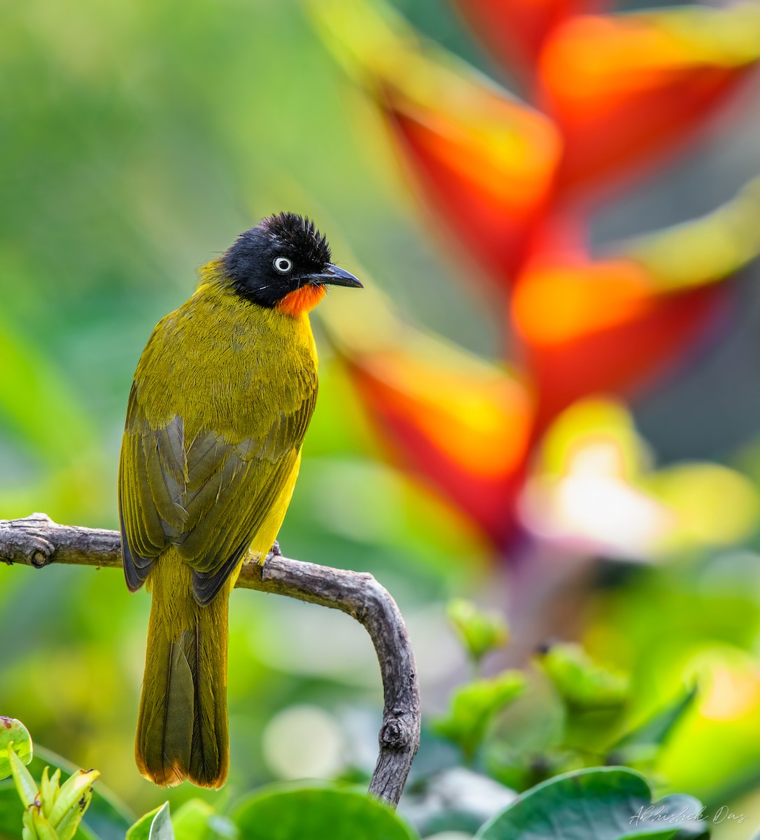 Flame-throated Bulbul - ML147869811