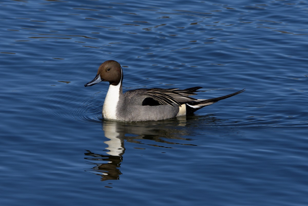 Northern Pintail - ML147870581