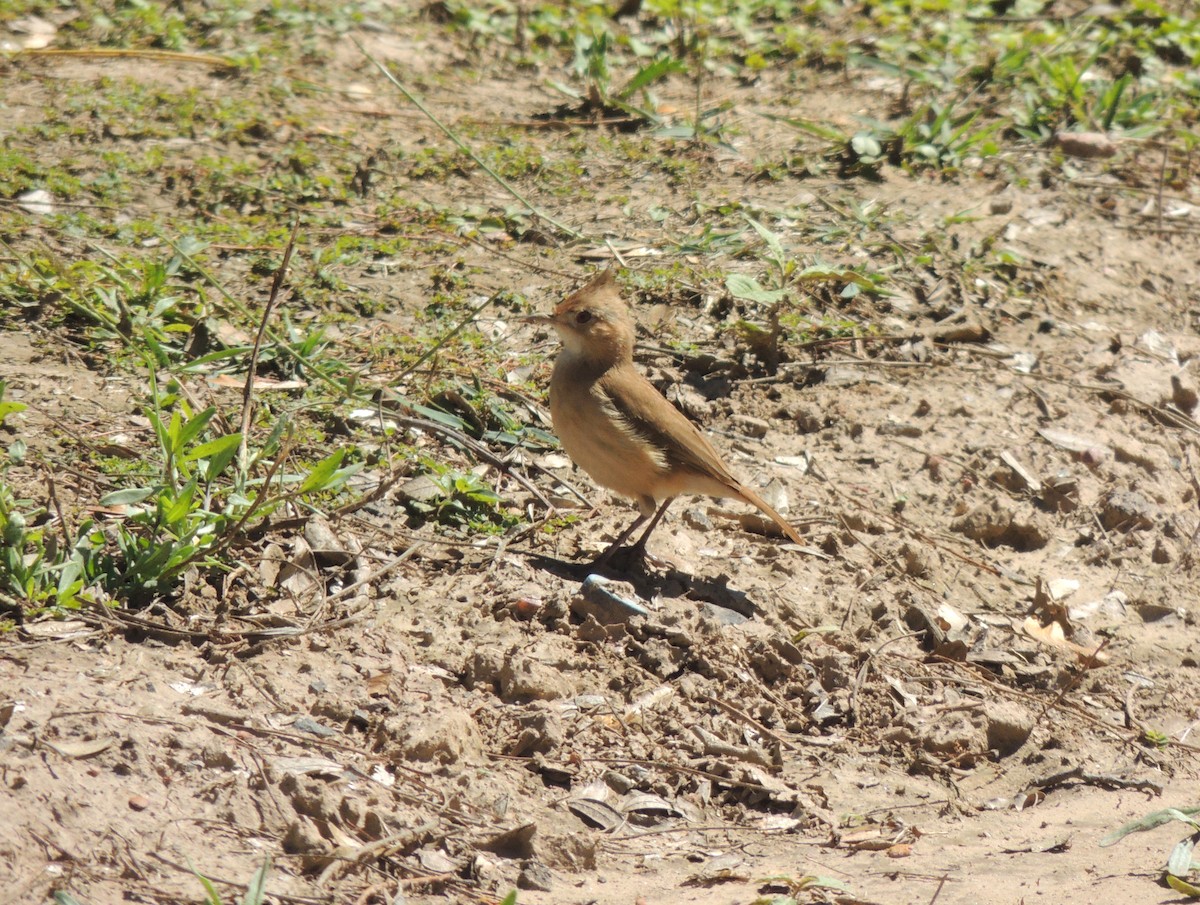 Crested Hornero - ML147870791