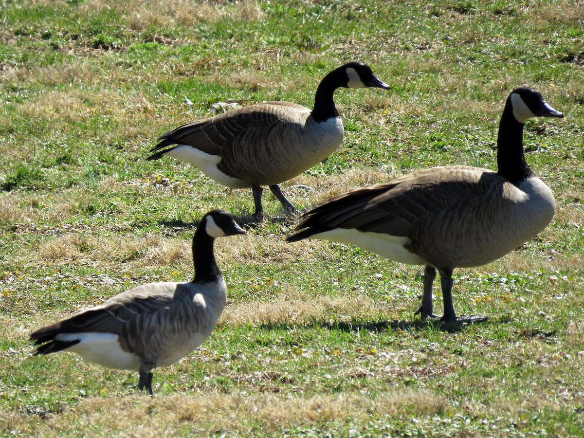 Cackling Goose - ML147871341