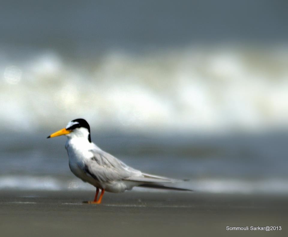 Little Tern - Sommouli Sarkar