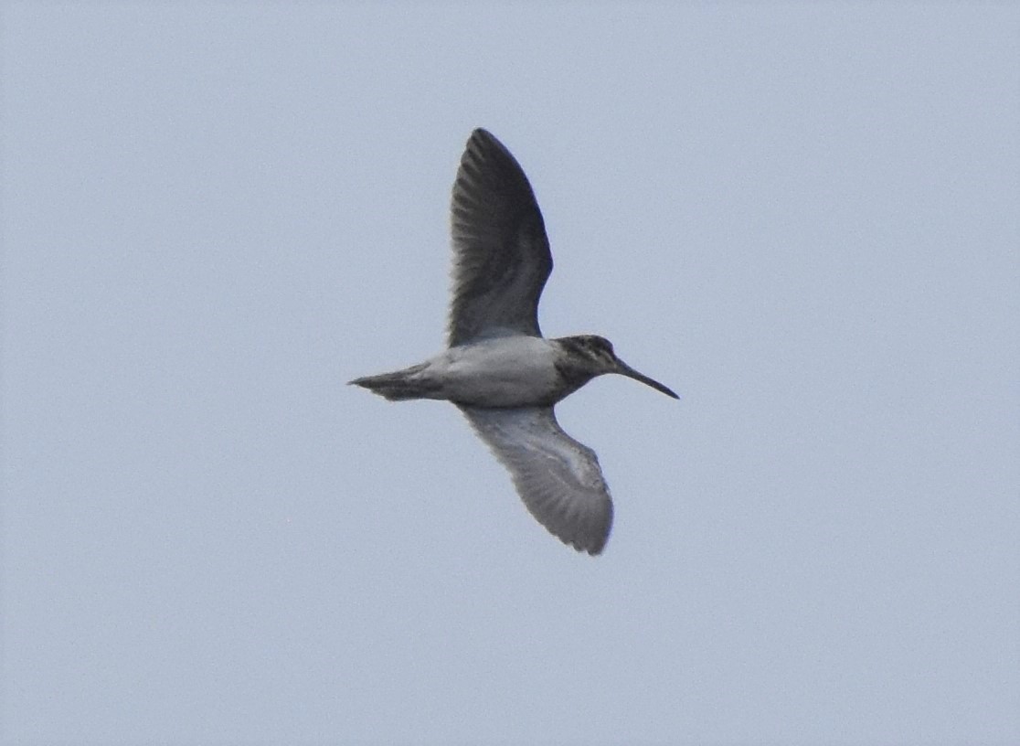 Jack Snipe - ML147873421