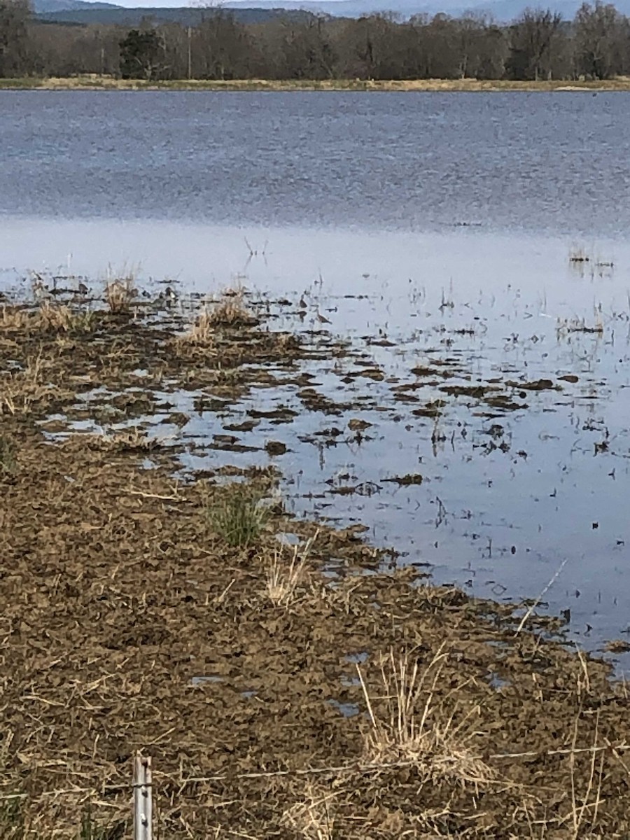 Greater Yellowlegs - ML147873441