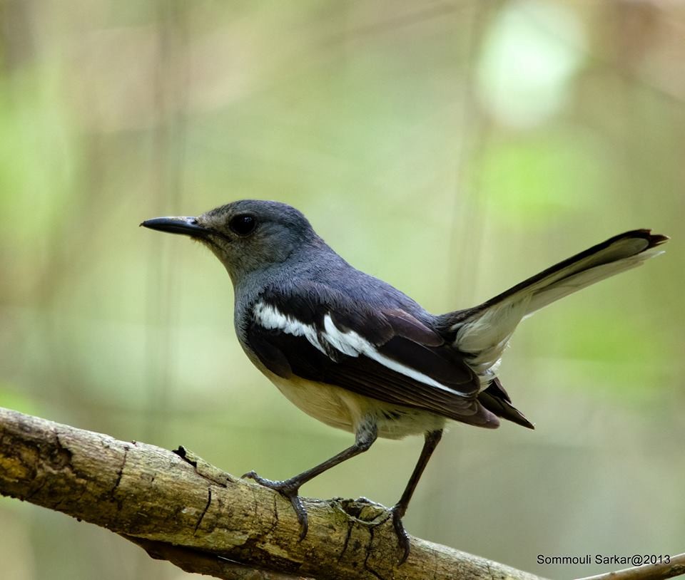 Oriental Magpie-Robin - ML147874231