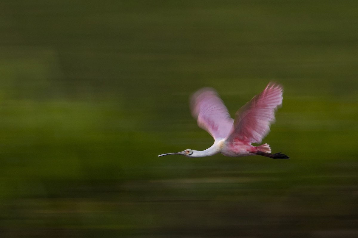 Roseate Spoonbill - ML147874771