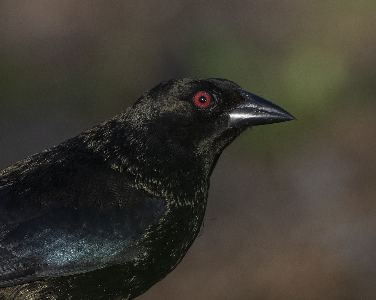 Bronzed Cowbird - ML147874931