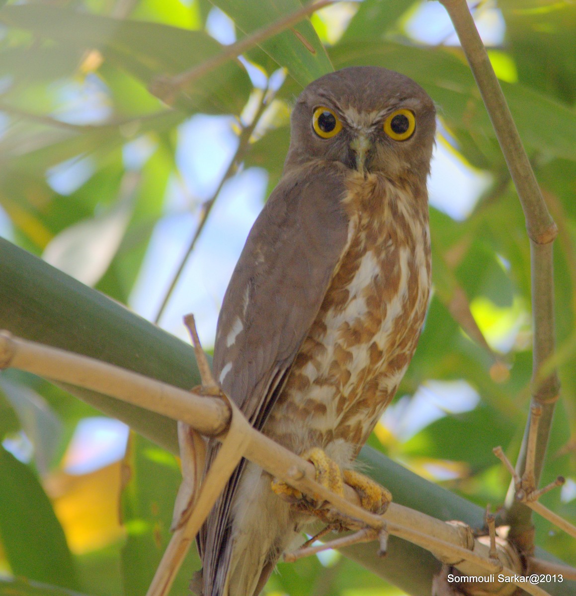 Brown Boobook - ML147874961