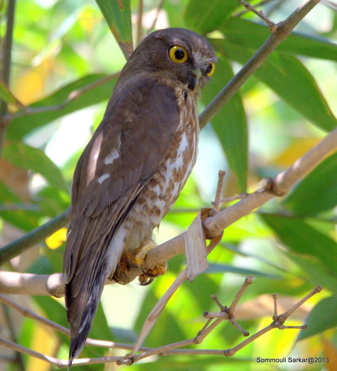 Brown Boobook - ML147874971