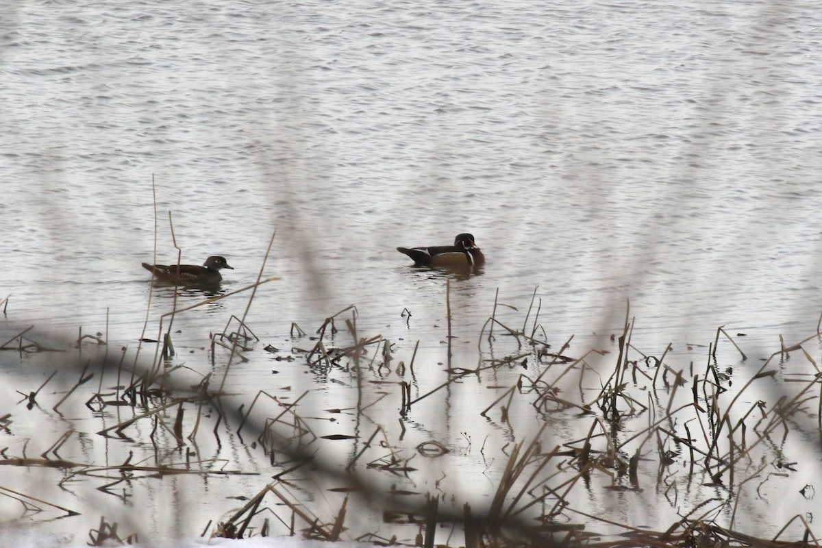 Wood Duck - ML147876391